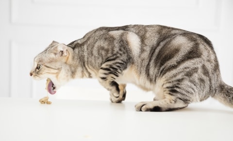 i gatti vomitano molto
