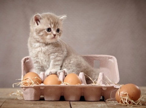 Les œufs Sont Ils Bons Pour Les Animaux Pawshake Blog
