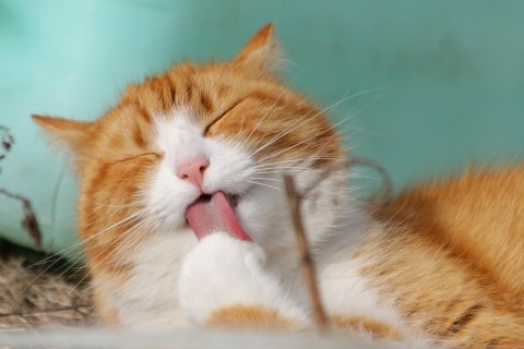 Pourquoi Les Chats Passent Autant De Temps A Se Nettoyer Pawshake Blog Pourquoi Les Chats Passent Autant De Temps A Se Nettoyer Pawshake Blog