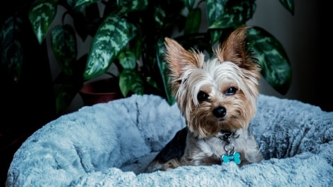 Yorkshire terrier