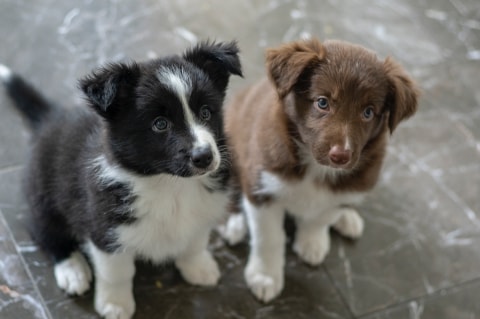 Border Collie puppies - one black and white, one brown and white
