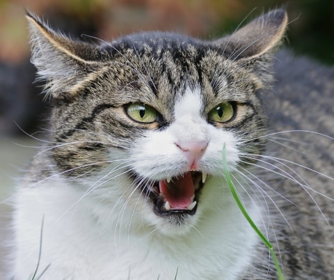 Guide Du Langage Corporel Du Chat Pawshake Blog Guide Du Langage Corporel Du Chat Pawshake Blog