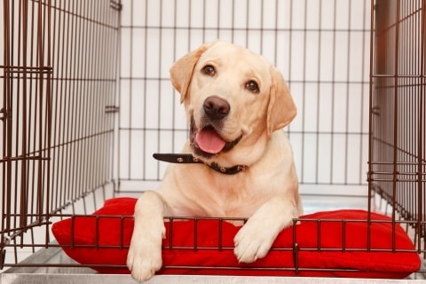 Hundebox Ja Oder Nein Pawshake Blog