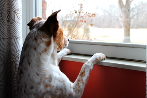 dog staring out window