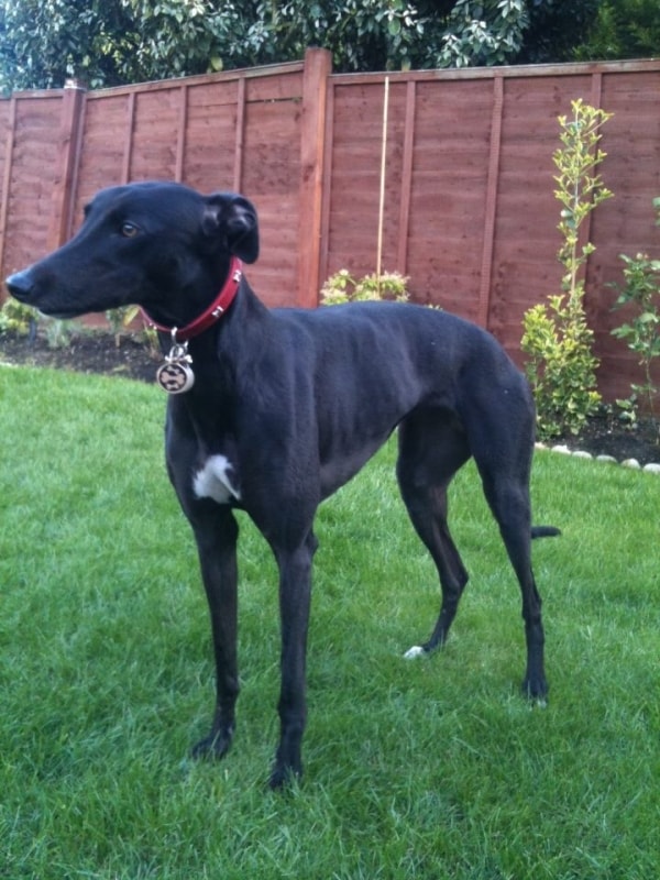 Greyhound Lucy, Dog of pet parent Adelina Pawshake