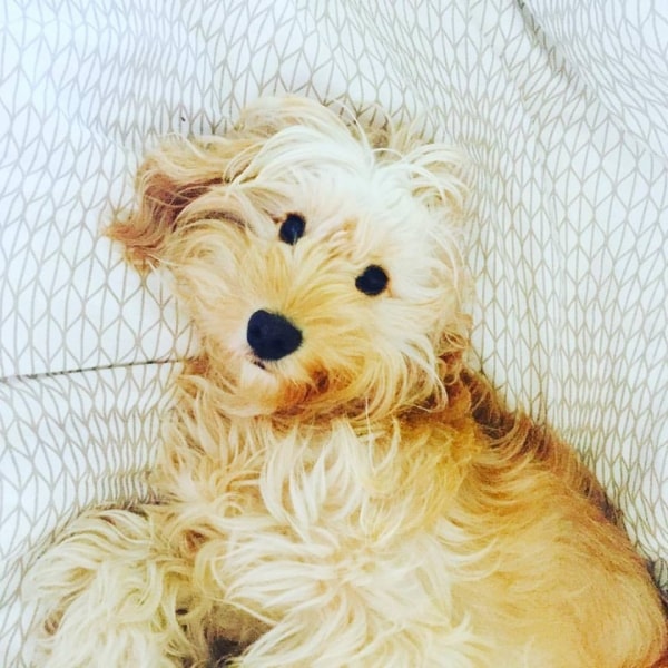 Spoodle Noodle, Dog of pet parent Lauren Pawshake