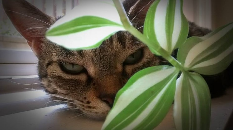 cat sitter north york