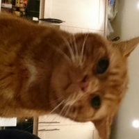 Stewie Stewie