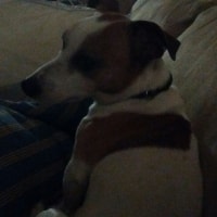 Jesse Jesse