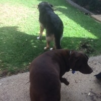 Loki, Marley Loki, Marley