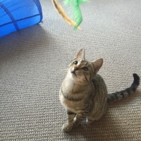 Fuzzball Fuzzball
