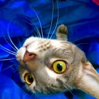 Smudge Smudge