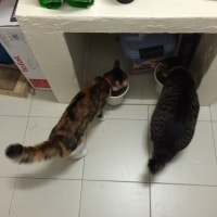 Dinger (short For Schrodinger), Newton Dinger (short For Schrodinger), Newton