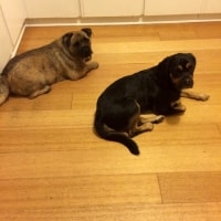Baxter, Ollie, Tyrion Baxter, Ollie, Tyrion