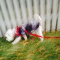 Hamish Hamish