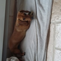 Chipie Chipie
