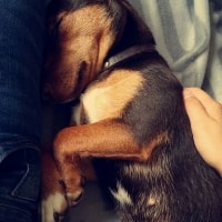 Lilo Lilo