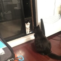 Jack, Lily Jack, Lily