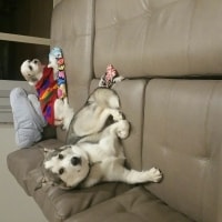Tenzing, Wolfie Tenzing, Wolfie