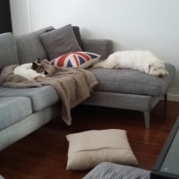 Brax (left) Brax (left)