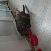Hetty Hetty