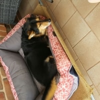 Bella Bella