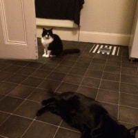Takuma, Neko Takuma, Neko