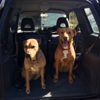 Nala, Bailey Nala, Bailey