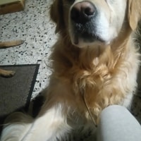 Fides Fides