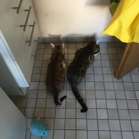 Lui , Bayou Lui , Bayou