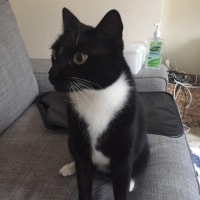 Frankie Frankie
