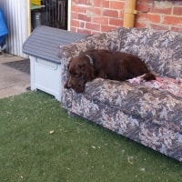 Jasper Jasper