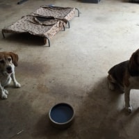 Chester, Harry Chester, Harry