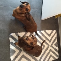 Samson, Toby Samson, Toby