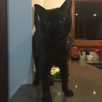 Neko Neko