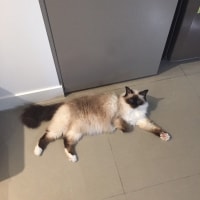 Kopol Kopol