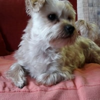 Borus Borus