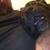 Dodger Dodger