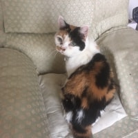 Purdy Puss Cat Purdy Puss Cat
