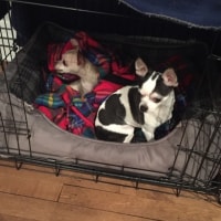 Romeo, Suki Romeo, Suki