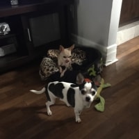 Romeo, Suki Romeo, Suki