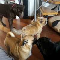 Gomez, Wallace, Maggie, Rakker Gomez, Wallace, Maggie, Rakker