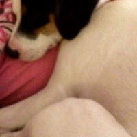 Darcy Darcy