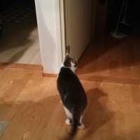 Oskari Oskari