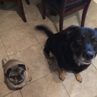 Chevy, Jack Chevy, Jack