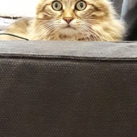 Cleopatra Cleopatra