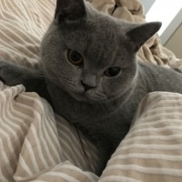 Oscar Oscar