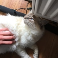 Merlin Merlin