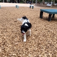 Baxter, Louis Baxter, Louis