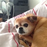 Mollie Mollie
